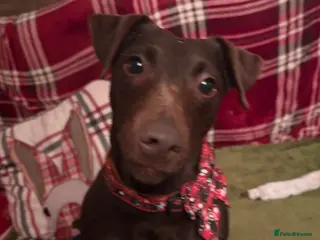 Mixed Breed dogs Patterdale cross jagh terrier - Advert 1