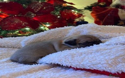 Pug dogs for sale: Pug puppies - Advert 23