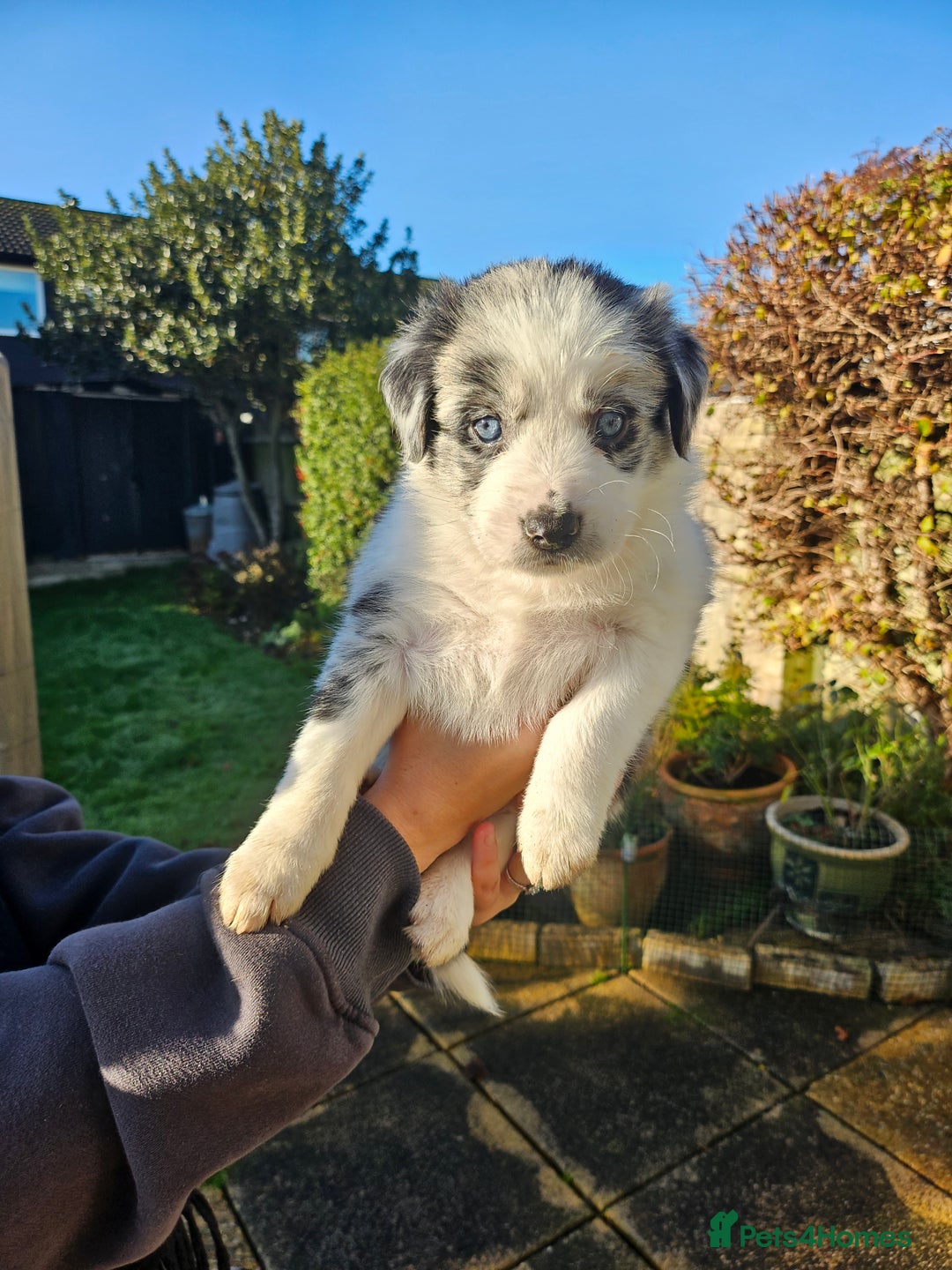 Border Collie dogs for sale: Border Collie Puppies - Advert 11