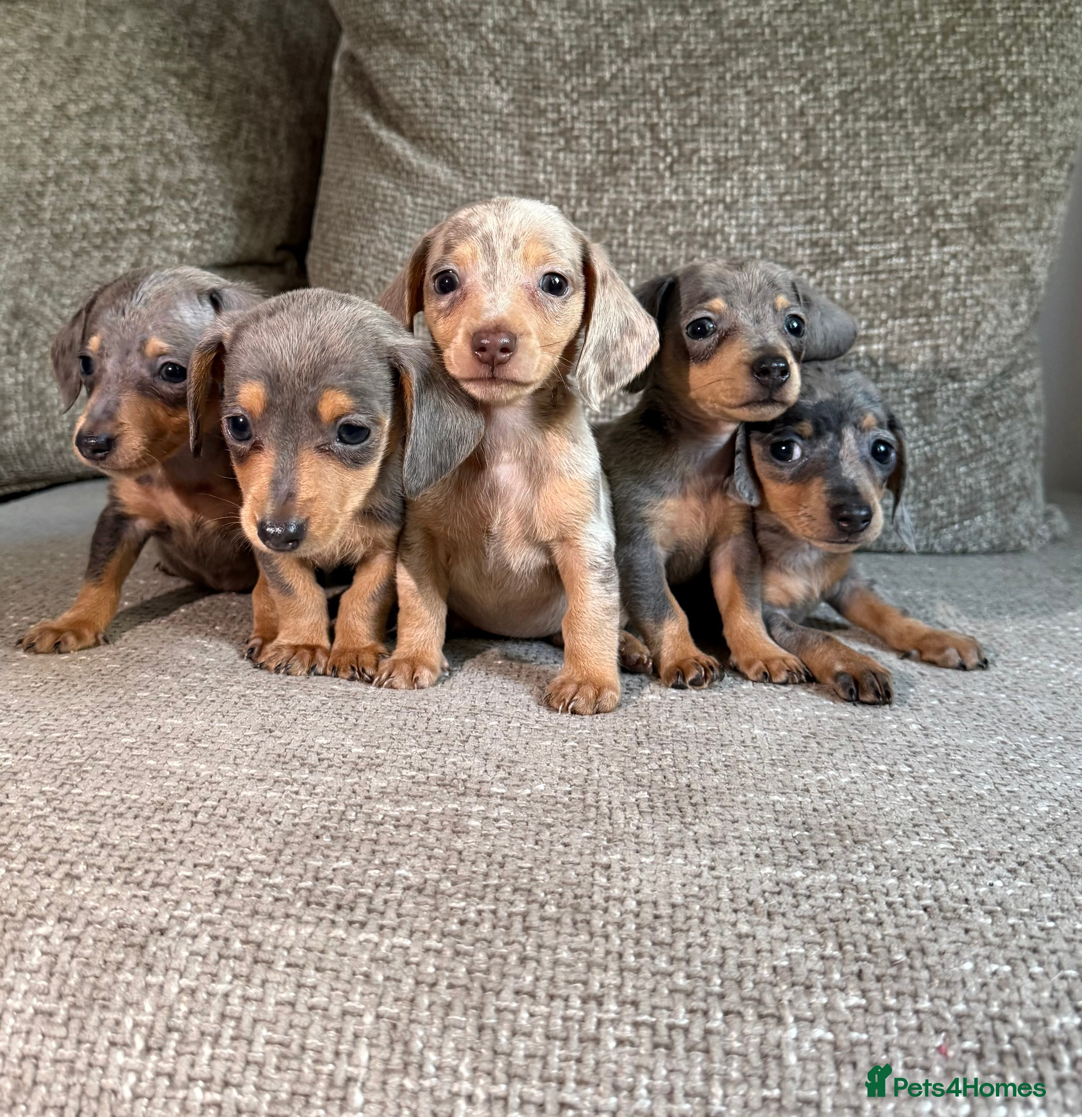 miniature dachshund short hair for sale