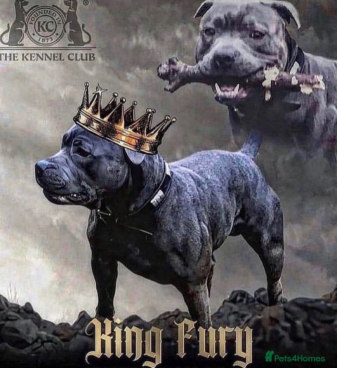 Staffordshire Bull Terrier dogs Beautiful Blue Staffy Pups  - Advert 1