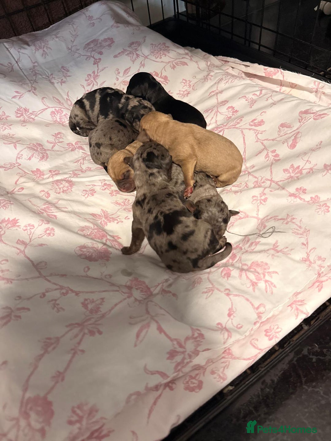 Mixed Breed dogs for sale: Froodle Puppies  - Advert 6