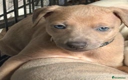 Mixed Breed dogs for sale:  Beautiful Whiggys Whippet X Italian Greyhound  - Image 3