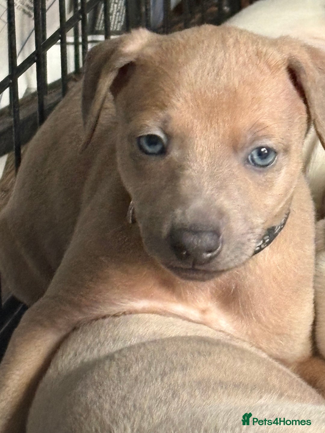 Mixed Breed dogs for sale:  Beautiful Whiggys Whippet X Italian Greyhound  - Image 3