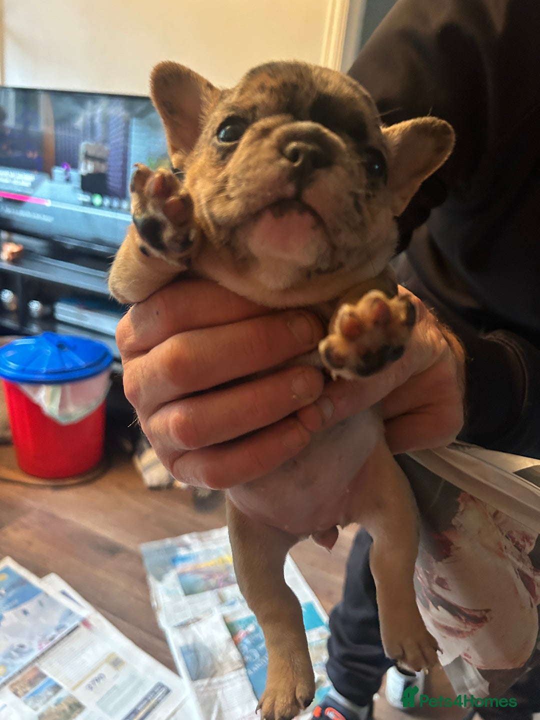 Mixed Breed dogs for sale: French bulldog/pocket bully  - Image 11