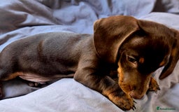 Dachshund dogs for sale: Miniture smooth haired dachshund - Image 13