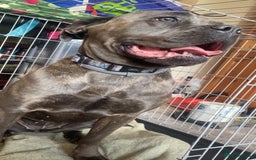 Cane Corso dogs for sale: Bonnie  - Image 4