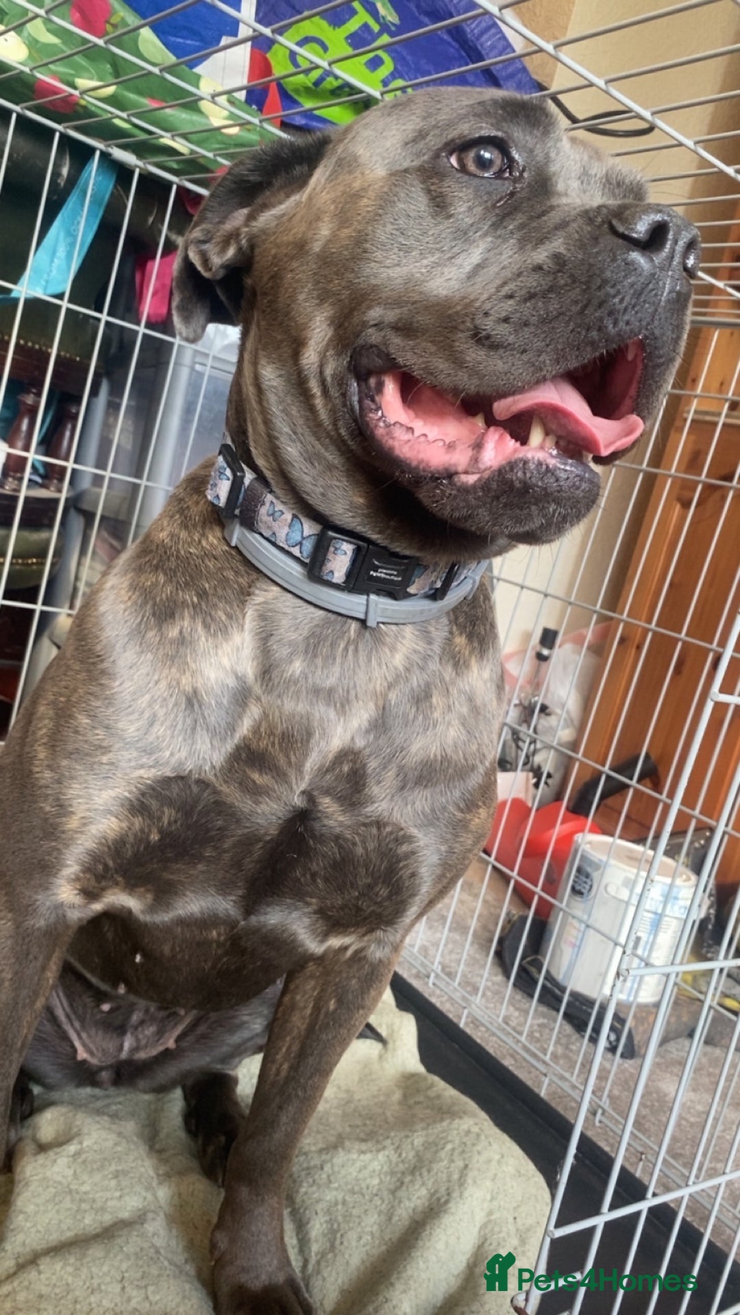 Cane Corso dogs for sale: Bonnie  - Image 4