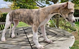 Whippet dogs for sale: Beautiful Pedigree BOY Whippet Puppy. - Image 12