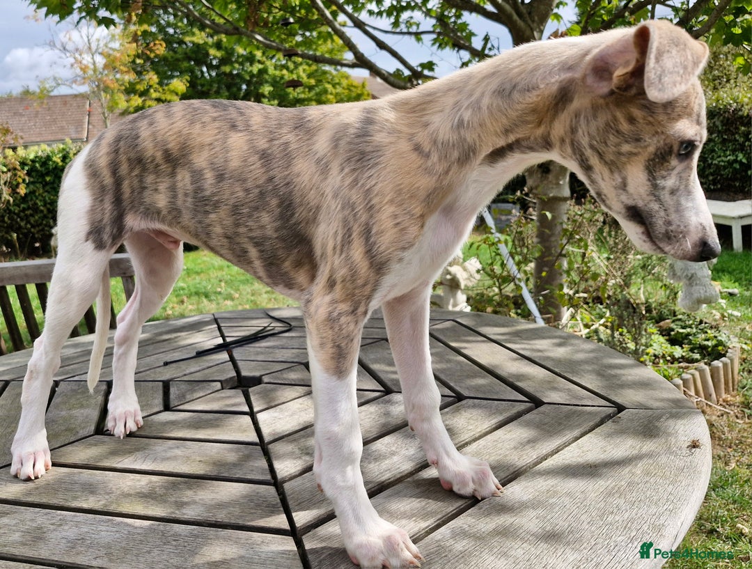 Whippet dogs for sale: Beautiful Pedigree BOY Whippet Puppy. - Image 12