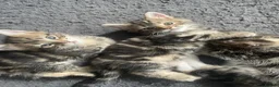 Mixed Breed cats for sale: 4 beautiful tabby cross bengals  - Advert 2