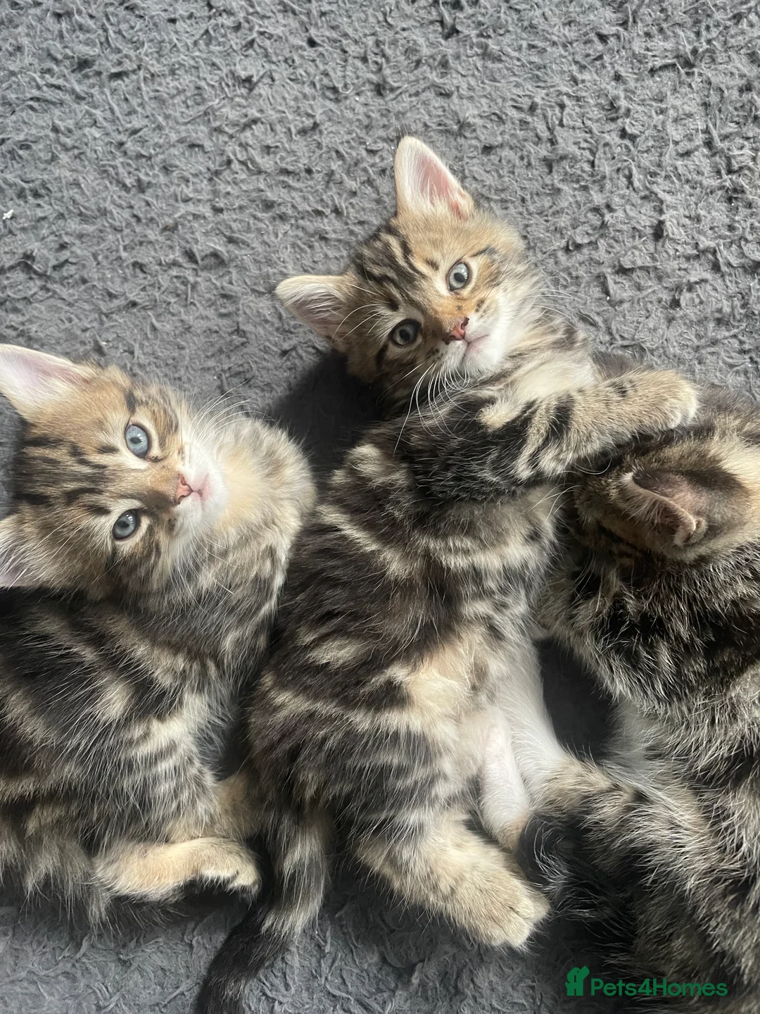 Mixed Breed cats for sale: 4 beautiful tabby cross bengals  - Advert 2