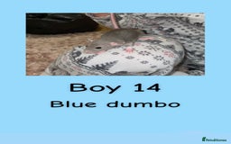 Rat rodents for sale: Beautiful baby rats looking for forever homes! - Advert 29