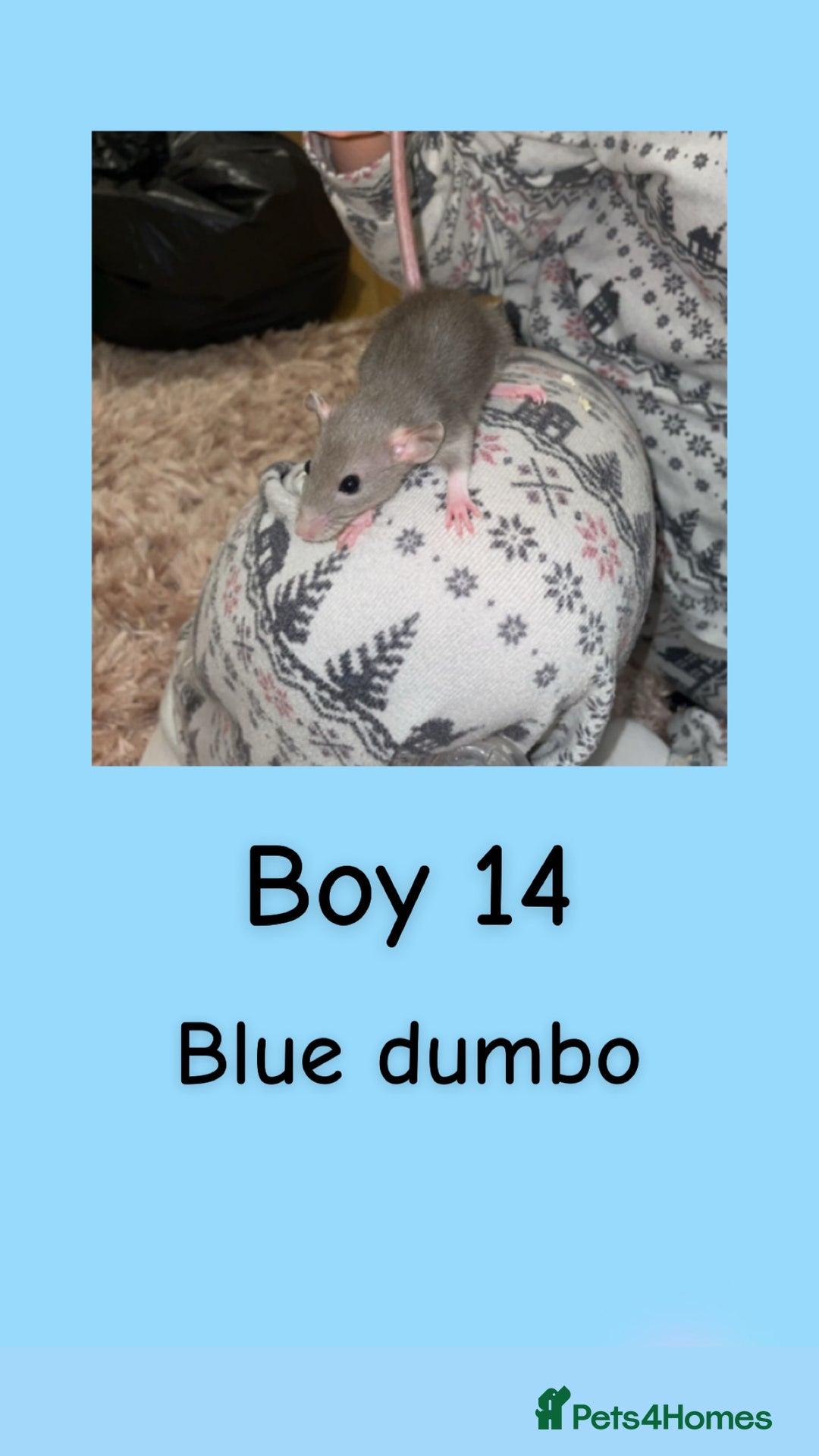 Rat rodents for sale: Beautiful baby rats looking for forever homes! - Advert 29