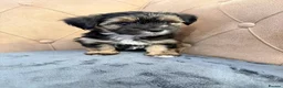 Morkie dogs for sale: Morkies <3 5 gorgeous puppies  - Advert 10