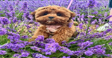 Shihpoo dogs - Advert 5