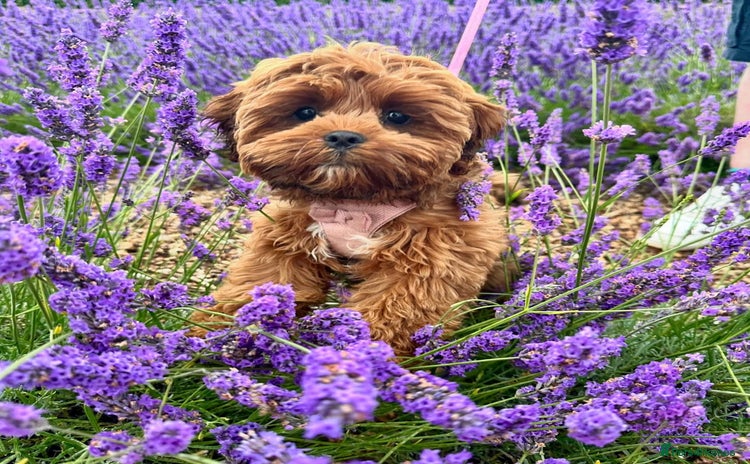 Shihpoo dogs - Advert 2