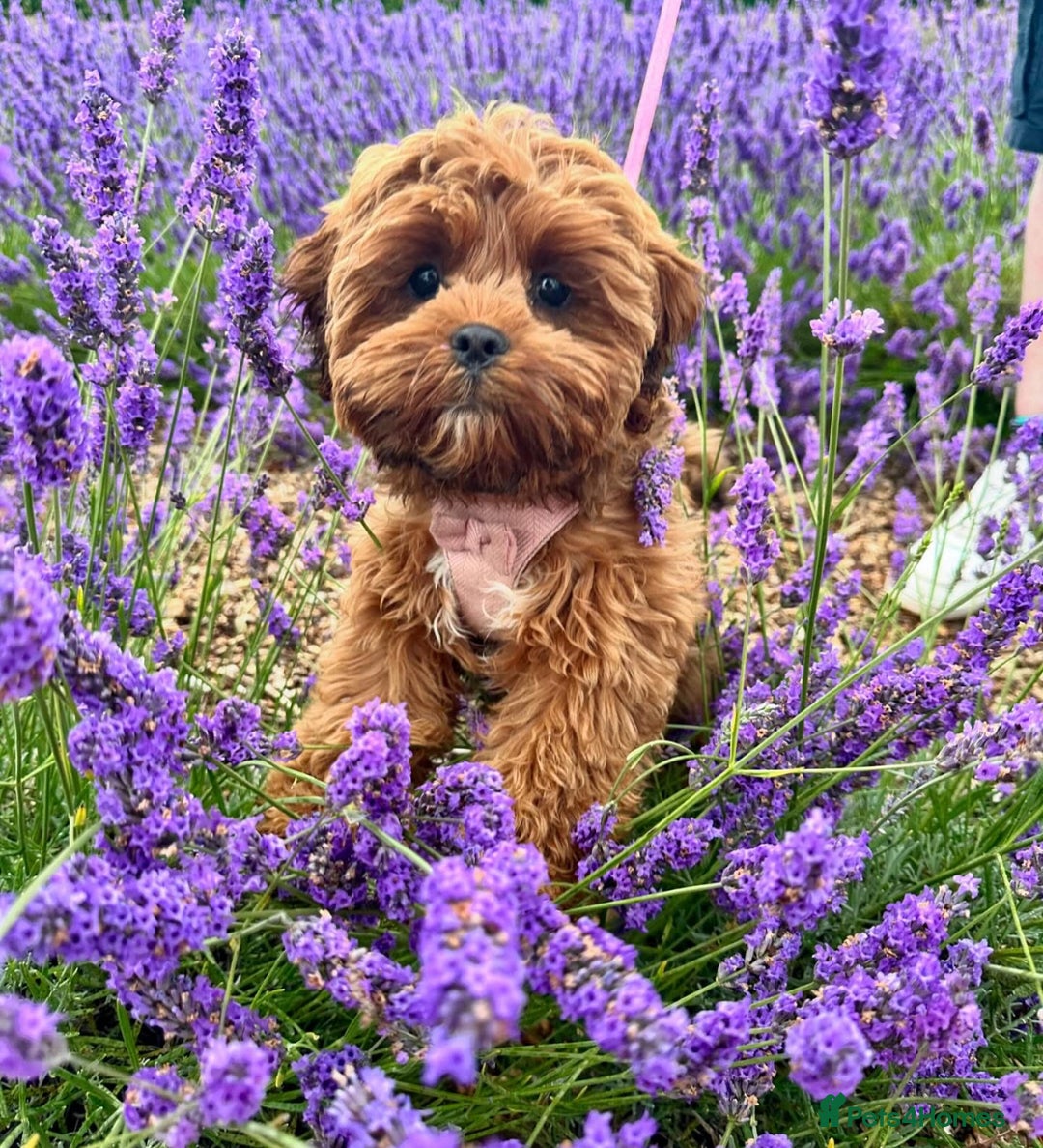 Shihpoo dogs for sale: Shipoo Pups LAST 2 - Image 22