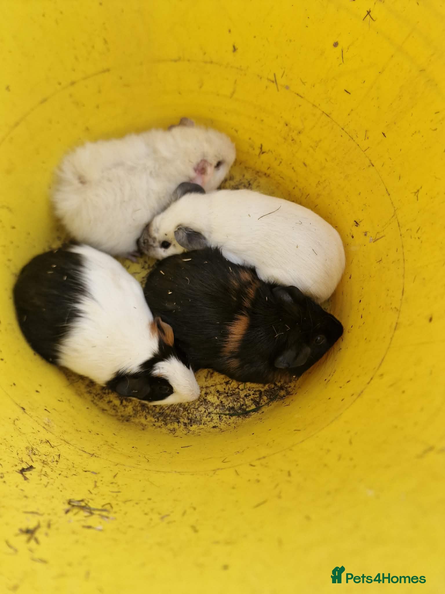 Guinea Pig rodents Baby guinea pigs boys and girls  - Advert 11