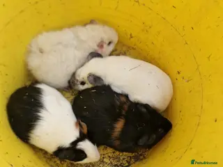 Guinea Pig rodents Baby guinea pigs boys and girls - Advert 11