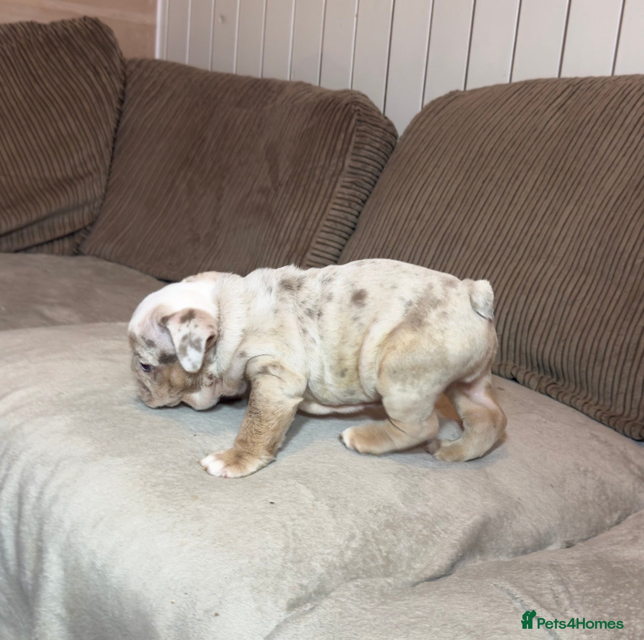 English Bulldog dogs Quality puppies 🐶 🔥 🔥 🔥  - Advert 7