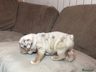 English Bulldog dogs Quality puppies 🐶 🔥 🔥 🔥 - Advert 7