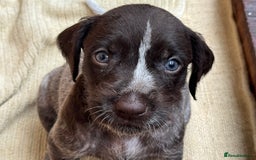 German Wirehaired Pointer dogs for sale: German Wire-haired Pointers of sale - Image 19