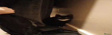 Loki 