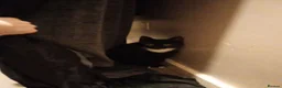 Mixed Breed cats for sale: Cats for adoption! - Advert 5