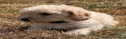 Cockapoo dogs for sale: Stunning F1B Cockapoo puppies  - Advert 22
