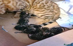 Bengal cats for sale: Bengal x - Image 2