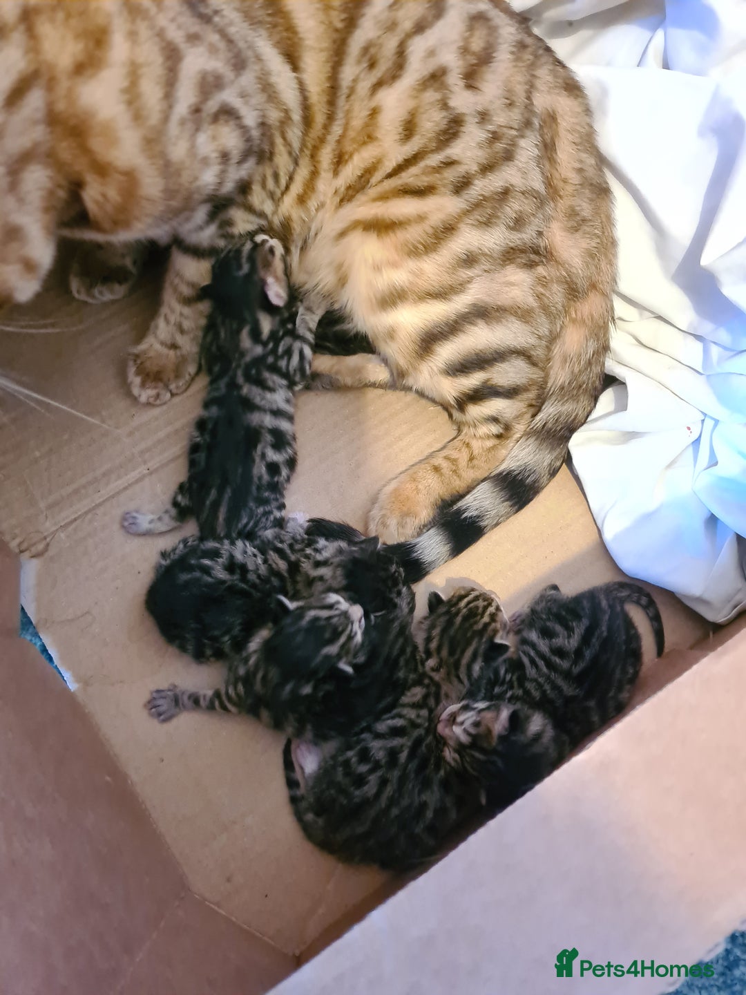Bengal cats for sale: Bengal x - Image 2