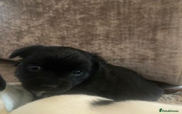 Jack Russell dogs for sale: Beautiful jack Russell terrier puppies  - Image 9