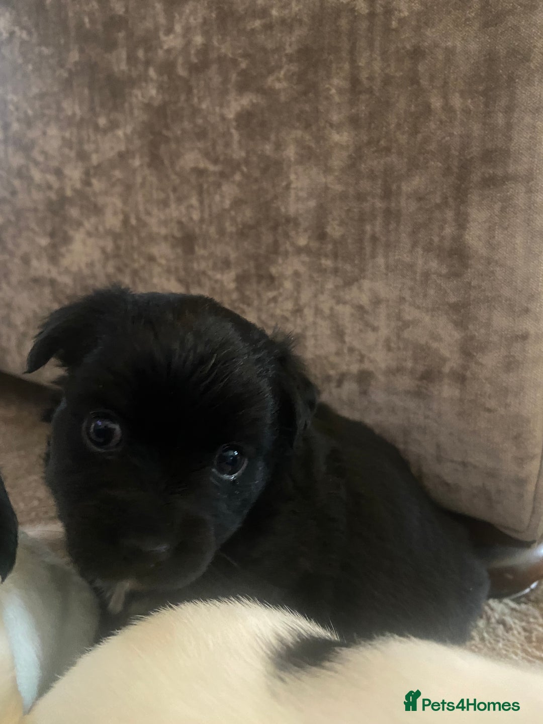 Jack Russell dogs for sale: Beautiful jack Russell terrier puppies  - Image 9