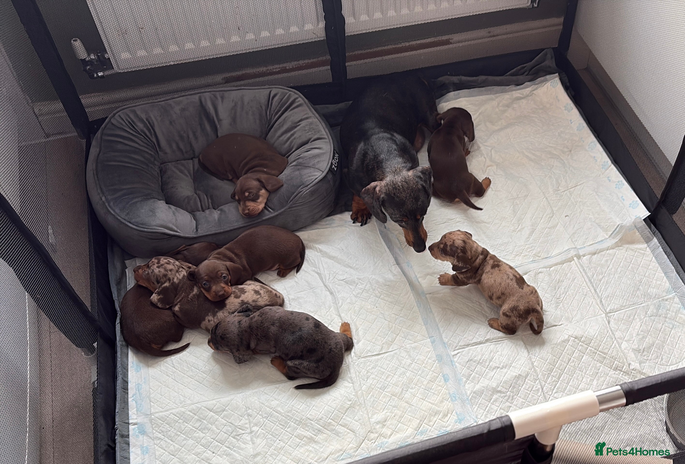 Miniature Dachshund dogs Miniature dachshunds  - Advert 13