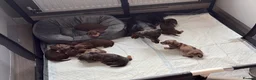 Miniature Dachshund dogs for sale: Miniature dachshunds  - Advert 1