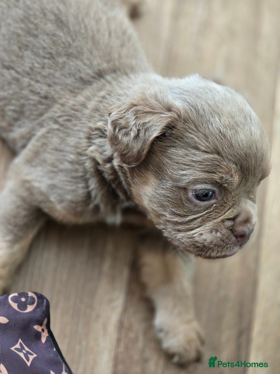 Olde English Bulldogge dogs for sale: Old english bulldoggee mammots - Image 21