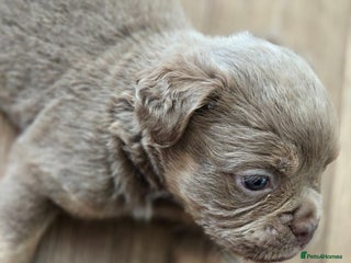 Olde English Bulldogge dogs - Advert 12