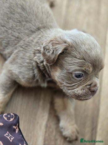 Olde English Bulldogge dogs - Advert 2