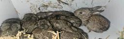 Mixed Breed rabbits for sale: Beautiful baby rabbits for sale in Prenton - Advert 6