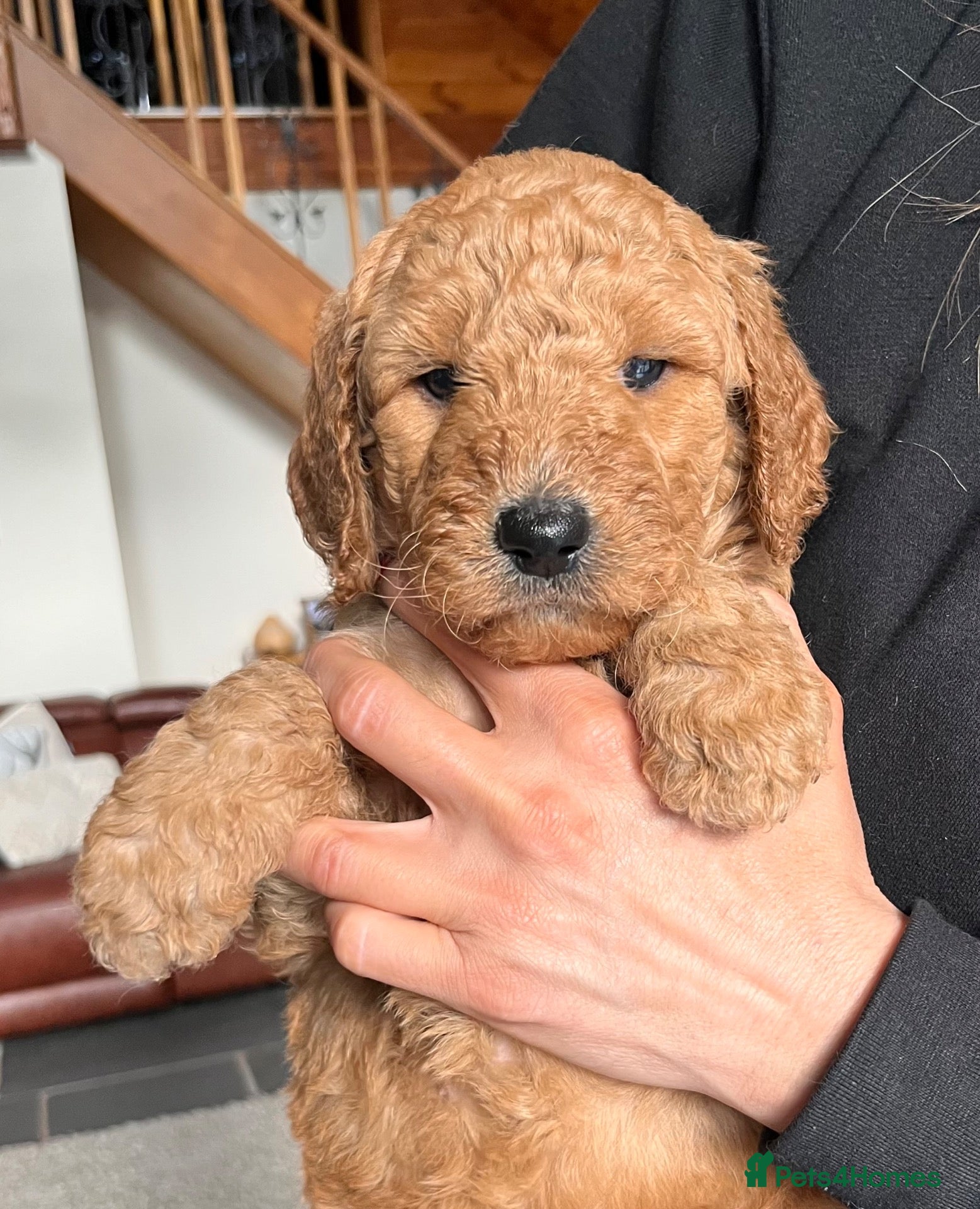 Goldendoodle dogs for sale: GOLDENDOODLE  PUPPIES F1b  - Advert 1