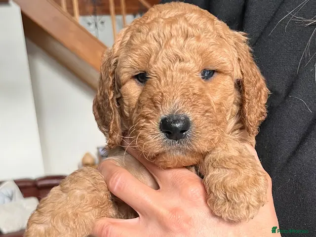 Goldendoodle dogs for sale: GOLDENDOODLE PUPPIES F1b - Advert 1