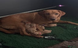 Labrador Retriever dogs for sale: KC reg health tested lab pups  - Image 2
