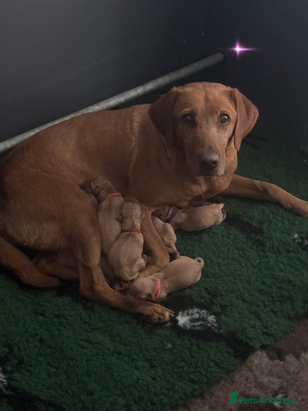 Labrador Retriever dogs for sale: KC reg health tested lab pups  - Image 2