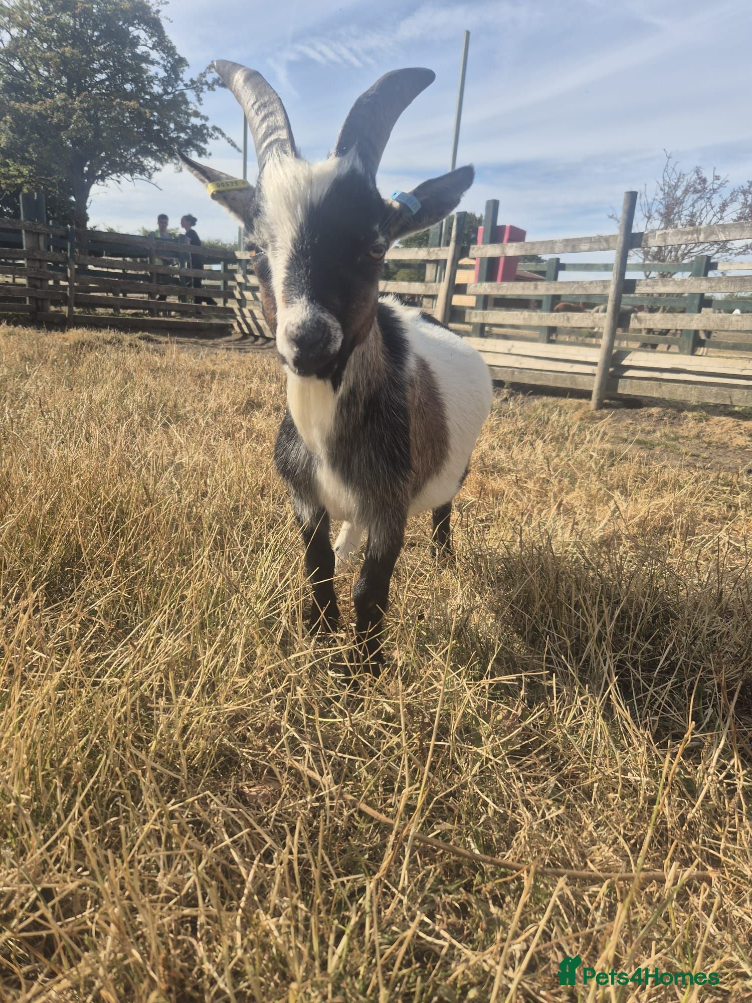 Goats livestock billy goat needs new home - Advert 10
