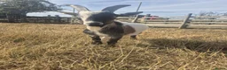 Goats livestock for sale: billy goat needs new home - Advert 1