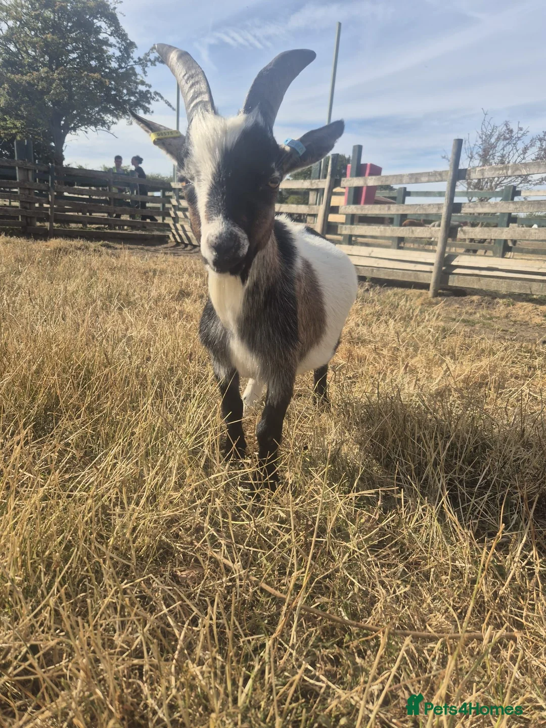Goats livestock for sale: billy goat needs new home - Advert 1