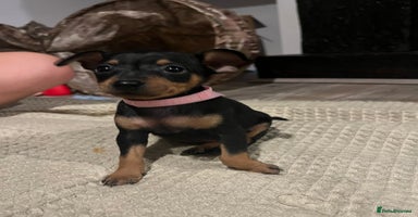 Miniature Pinscher dogs - Advert 14