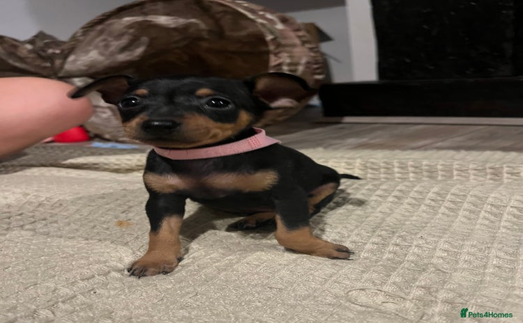 Miniature Pinscher dogs - Advert 14