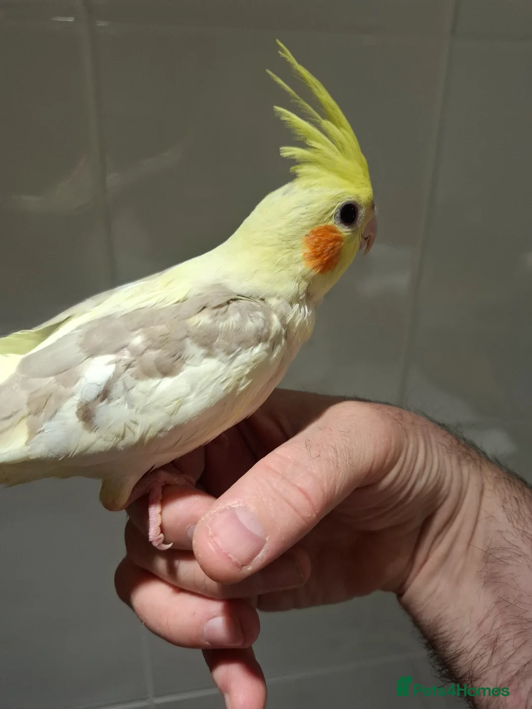 Cockatiels birds for sale: Hand Reared Cockatiel - Advert 2